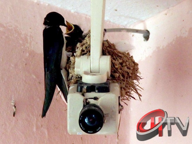 Adana'da kırlangıç yuvası için en güvenli yeri güvenlik kamerasının üzeri olarak belirledi.