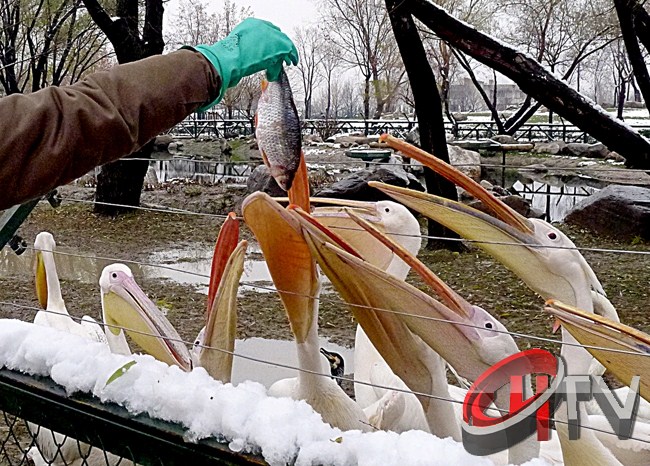 Bursa Hayvanat Bahçesi'nde balıkla beslenen pelikanlar