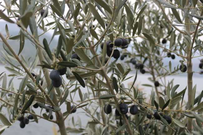 Burası ne Antalya ne Muğla? Çorum'un Oğuzlar İlçesi  