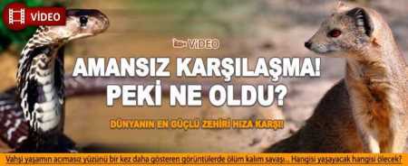 Firavun Faresi Kobra'ya karşı kim kazanacak? 