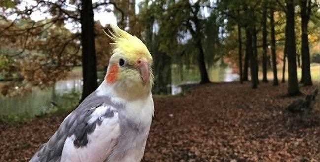 Gurbetçi Papağan sosyal medyayı salladı