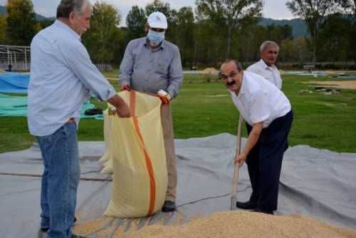 “Meşhur Kargı Pirinci” sofralarda