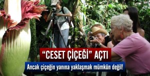 YANLIŞ DUYMADINIZ "CESET ÇİÇEĞİ "AÇTI