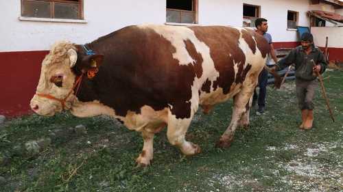 2.2 tonluk süper kurbanlık Çorumlu 'Şahin' satıldı