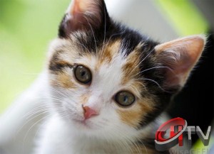 Evinde Kedi besleyenler bu haberi dikkatli okumalı