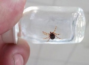 Nihayet Kene aşısı üretiliyor