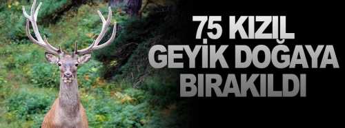  75 adet kızıl geyik Çorum'da  doğaya salındı