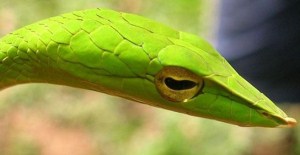 İL KEZ  BİR YILAN TÜRÜ ORTAYA ÇIKTI