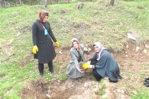 AK  KADINLAR FİDAN DİKTİ