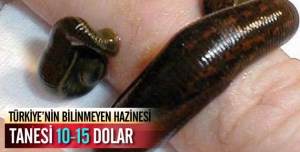 Dünya'ya sülük İhraç ediyoruz 