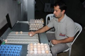 YUMURTA ÜRETİCİLERİ SIKINTIDA