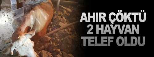 Ahır çöktü 2 hayvan telef oldu