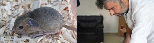 Arap tavşanı ilk kez Alaca'da görüldü