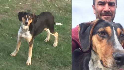 Av Köpeğini çaldılar