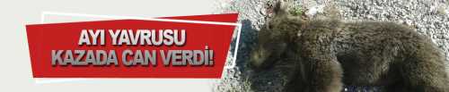 Ayı Yavrusu Kazada Can verdi!