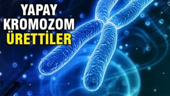 Bilim Adamları Yapay kromozom ürettiler