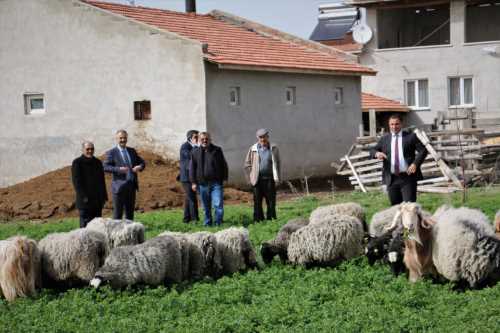 Boğazkale'de Romanov Koyunu Dağıtıldı