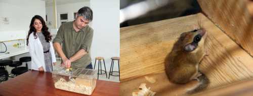 Bu kemirgen ilk defa Çorum'da görüldü 