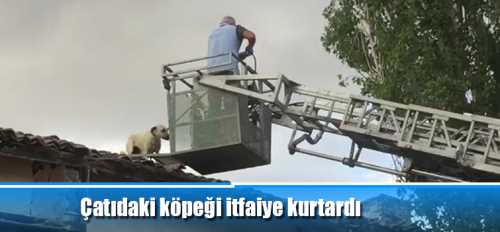 Çatıdaki köpeği itfaiye kurtardı