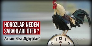 HOROZ SABAH NEDEN ÖTER ?