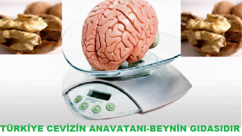 CEVİZ BEYİNİN GIDASIDIR