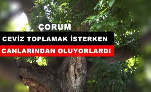 Ceviz Toplamak İsterken Canından Oluyordu