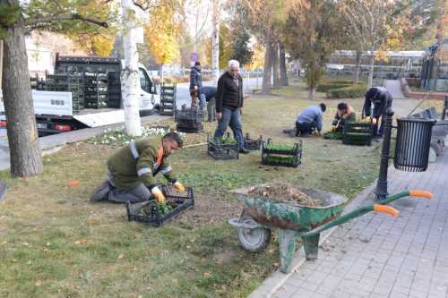 Çorum 160 bin Menekşeler İle Renklendi