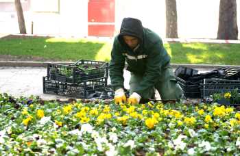 ÇORUM 300 BİN HERCAİ MENEKŞELERLE RENKLENDİ