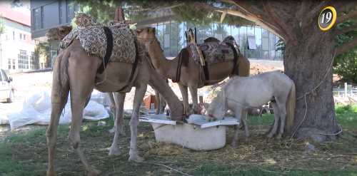 ÇORUM’A FESTİVAL İÇİN GELEN DEVELER İLGİ ÇEKİYOR