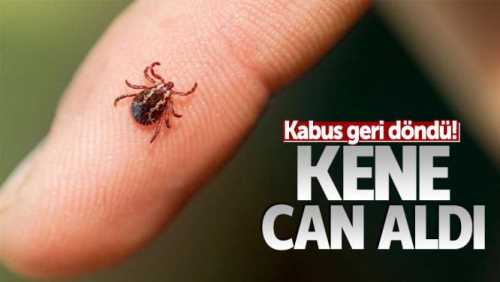 Çorum'a kene kabusu bugün geri döndü!