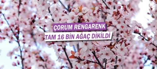 Çorum Belediyesi, tarafından şehrin dört bir tarafına dikilen 16.000 ağaç, bahar ayının gelmesi ile birlikte rengârenk çiçek açtı.
