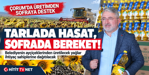 Çorum Belediyesi Ayçiçeği Hasadını Tamamladı Yağ Dağıtımı Yapılacak