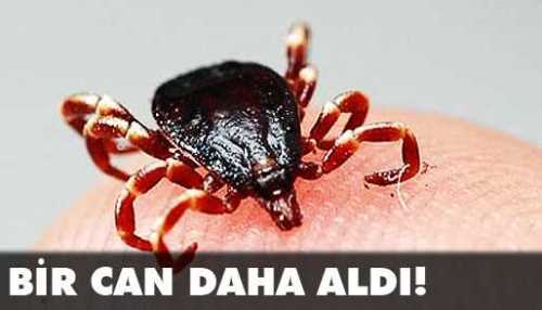 Çorum'da  Kene can aldı 