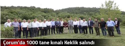 Çorum'da 1000 tane kınalı Keklik salındı
