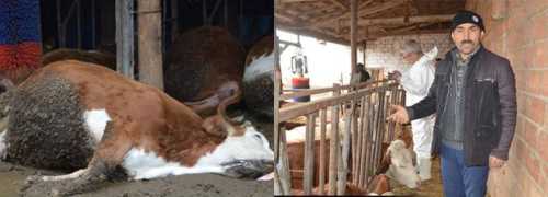 ÇORUM'DA 14 BÜYÜKBAŞ HAYVAN TELEF OLDU