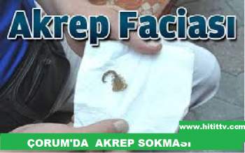 ÇORUM'DA AKREP VAKASI
