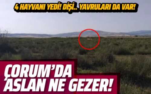 Çorum'da aslan paniği!
