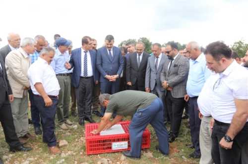 Çorum’da Bin 500 Keklik Doğaya Salındı