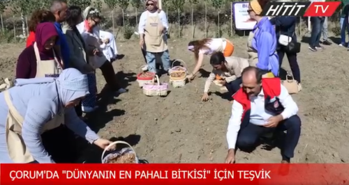 Çorum'da dünyanın en pahalı bitkisi için teşvik