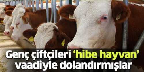 Çorum'da Hibe hayvan dolandırıcılığı 