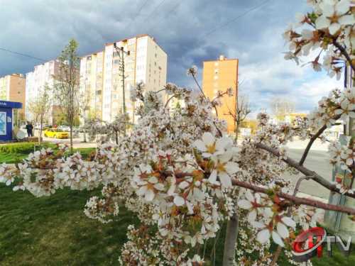 Çorum’da İlk Bahar Büyüleyecek