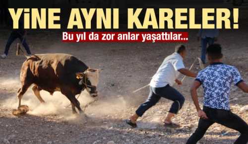 Çorum'da Kaçan boğalar sahiplerine zor anlar yaşattı