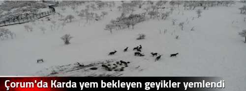 Çorum'da Karda yem bekleyen geyikler yemlendi
