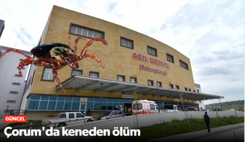 Çorum'da Kene Ölümü Korkutuyor!