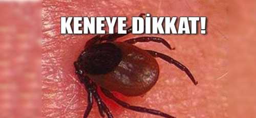 Çorum’da KENE vakaları müracaatı başladı