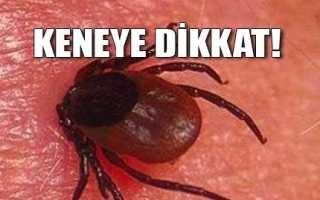 Çorum'da Kene Vakası başladı 1 Ölü