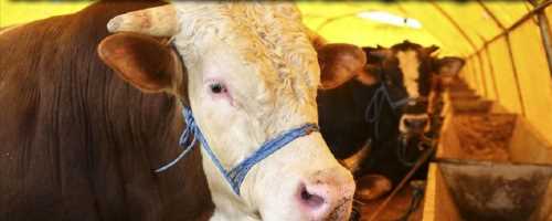 Çorum'da kurban satışı başladı