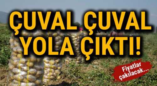 Çorum’da patates hasadı başladı