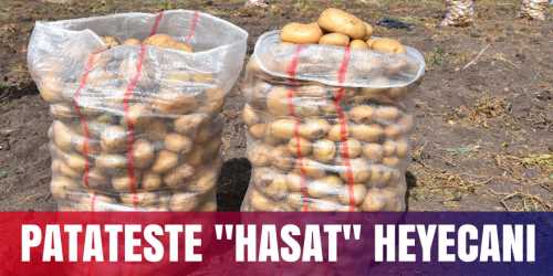 Çorum'da patates hasadı başladı