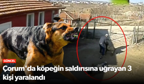 Çorum’da Rottweiler Dehşeti Üç Kişi Yaralandı!